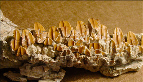 hadrosaur jaw